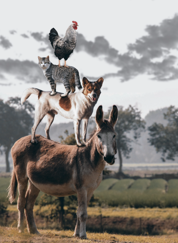 stacked animals